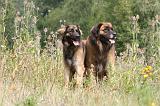 LEONBERG 347